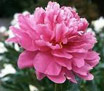 The Peony