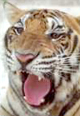 Year of tiger